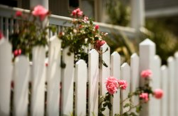 Pink blooming flowers growing around a white picket fence. Photo was taken in Baton Rouge.